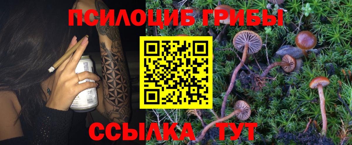 Галлюциногенные грибы Psilocybine cubensis Великий Новгород